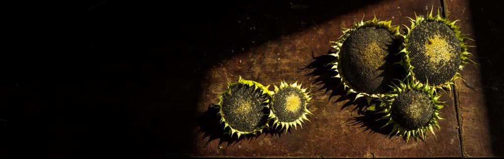 Sonnenblumen Herbst